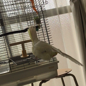 ハナちゃんの舞の画像
