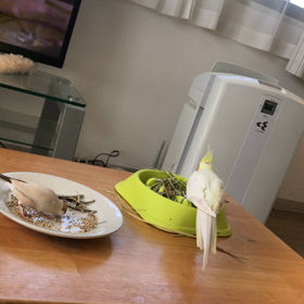 おやつタイムの画像