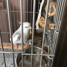 昔のおもちゃの画像