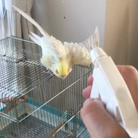 ハナちゃんの水浴びの画像
