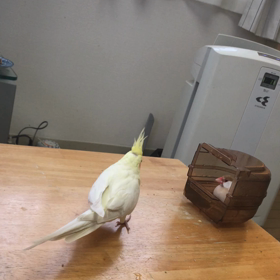 朝のきゅうとハナちゃんの画像