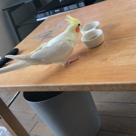ハナちゃんの画像