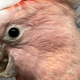 クルマサカの画像
