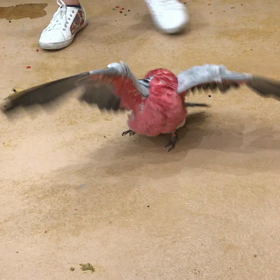 鳥楽園の画像
