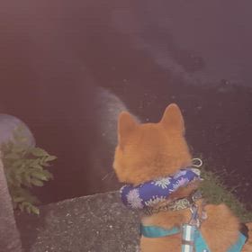 頑張れよの画像