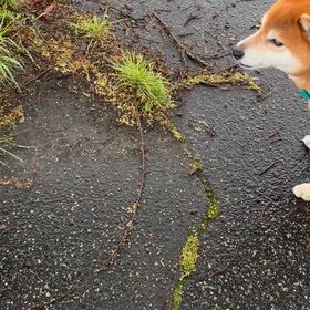 歌う柴犬の画像