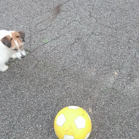 でっかいボールじゃあ。の画像