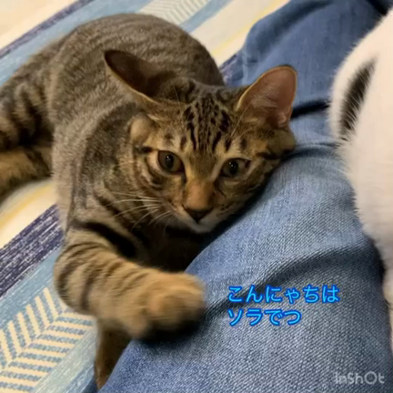 里親様募集ニャンコ　そら　小町の記事動画