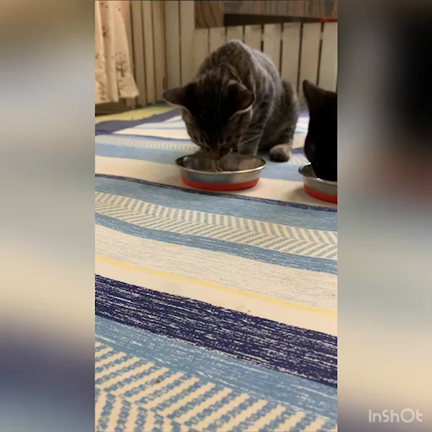 お昼ご飯の記事動画