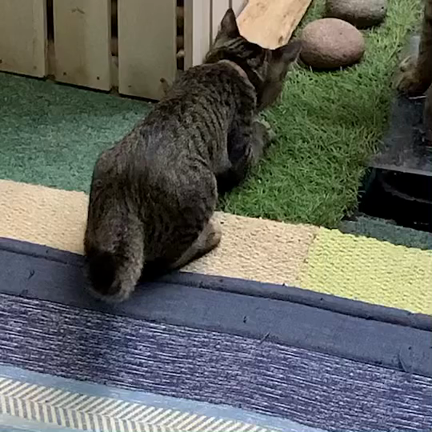 ニャンだろの記事動画