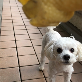 足掛け5年目です❗️の画像