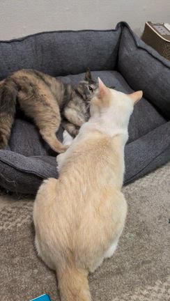 バラとノボタンリトルエンジェルの記事動画