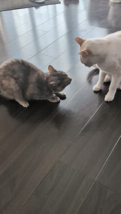お買い得のラックス　やっと届いたバッテリーの記事動画