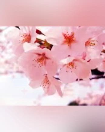 お花見弁当とオードブルの記事動画