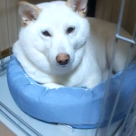 お薬嫌いだけど～の画像