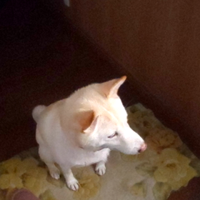 小さいお兄ちゃんも帰宅と義父のことの画像