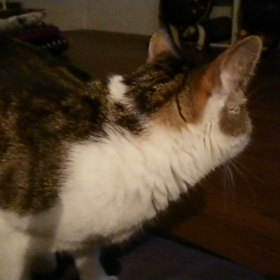 小柄なんですの画像