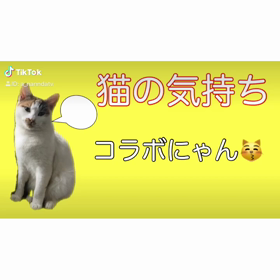 猫の気持ち　　あーなんだTVの画像