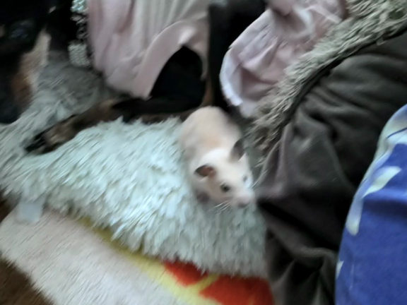 モラタメ　冷凍の薬味届いた&&♨の記事動画