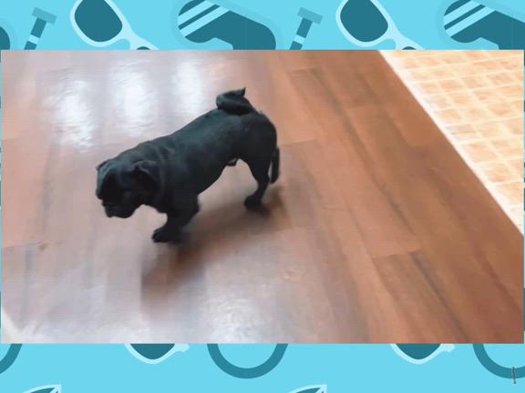本日のほいくえん3！の記事動画