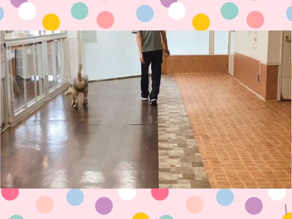 本日のほいくえん5！の記事動画