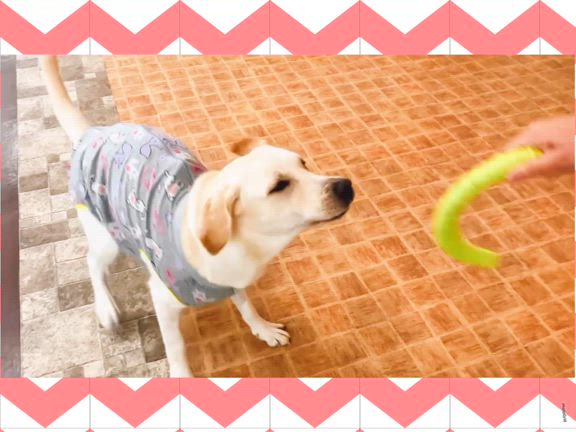 本日のほいくえん5！の記事動画
