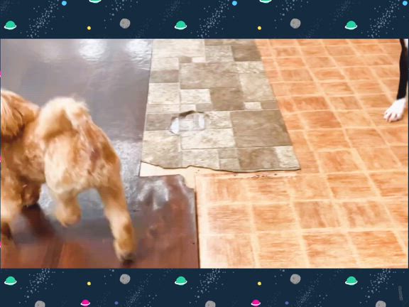 本日のほいくえん3！の記事動画