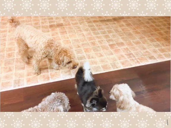 本日のほいくえん2！の記事動画