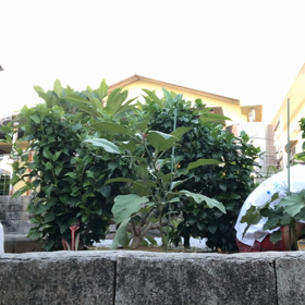 庭木にとっては恵みの陽射し？の画像