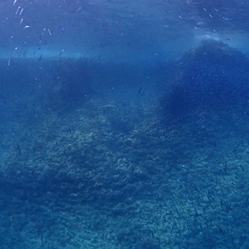 キラッキラ〜のキビナゴシャワー！！の画像