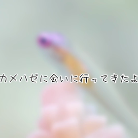 まったりビーチダイビング♪の画像