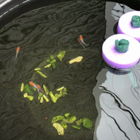 あけぼのの画像