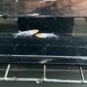 朝からめだ活(^｡^)の画像