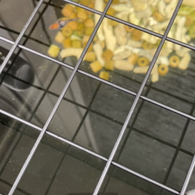 朝からめだ活(^｡^)の画像