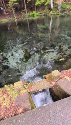 信州の春〜浅間しゃくなげ公園の記事動画