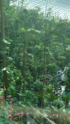 シンガポール三世代旅行② チャンギ空港 (プライオリティパスでチャンギラウンジ利用／ジュエル)の記事動画