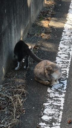ねこの記事動画