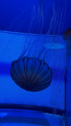 しながわ水族館の記事動画