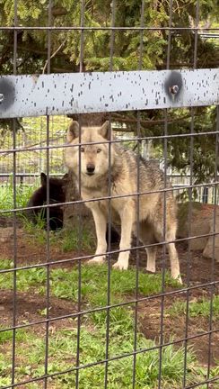旭山動物園に大興奮の記事動画