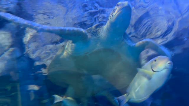 しながわ水族館の記事動画