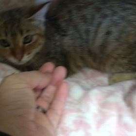 行き場がなくなる子猫たち・・・1匹保護の画像