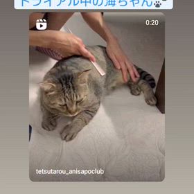 海(かい)ちゃんトライアル中！の画像