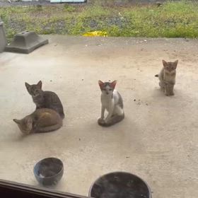 行き場がなくなる子猫たちの里親又は引き取り先募集の画像