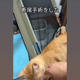 茶トラちゃん(おこわちゃん)里親募集中！の画像