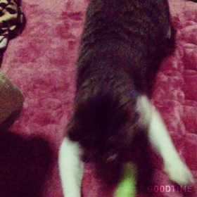 暴れん坊猫(￣Д￣)ﾉの画像