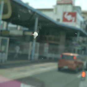 この虫の画像