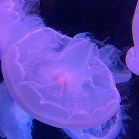 moon jellyfishの画像