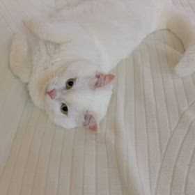 保護色の画像