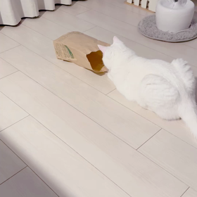 よく頭うつ猫の画像