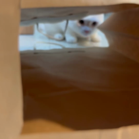 ねこ袋の画像